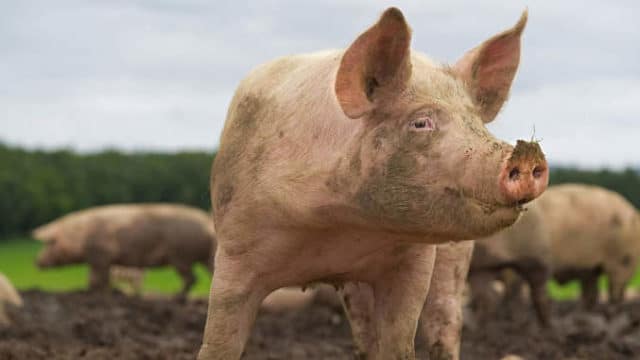 Rase de porci românești. Top 7 rase autohtone de porcine din România