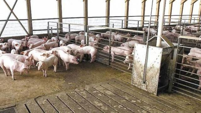 O fermă cu 30.000 de porci, lichidată de pesta porcină africană! Toate animalele vor fi ucise!