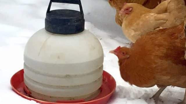 Cât și cum dăm apă găinilor pe timpul iernii ca să facă ouă în continuare!
