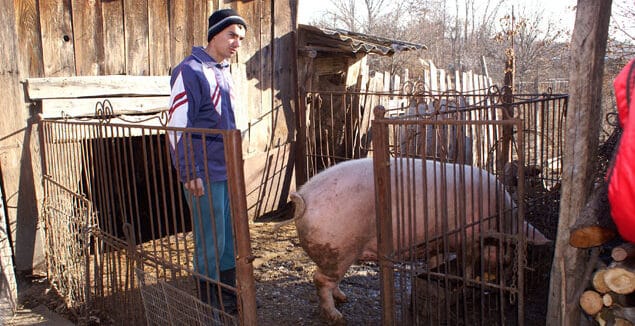 Ministerul Agriculturii a pus condiții imposibile pentru țăranii care vor să crească mai mult de cinci porci în gospodărie: Acest ordin duce la nimicirea totală a micilor producători din România