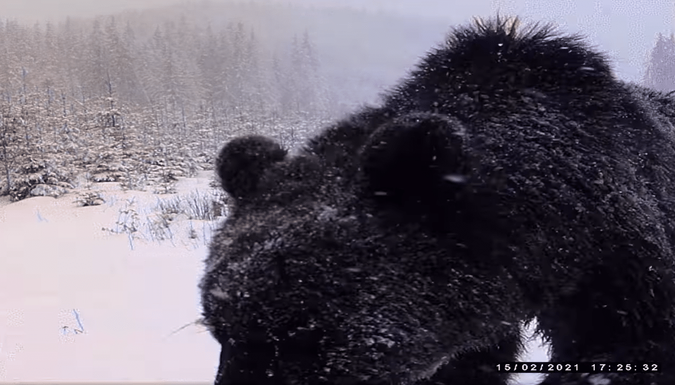 VIDEO: Cum arată urșii pe care dorește ministrul Mediului să îi ucidă