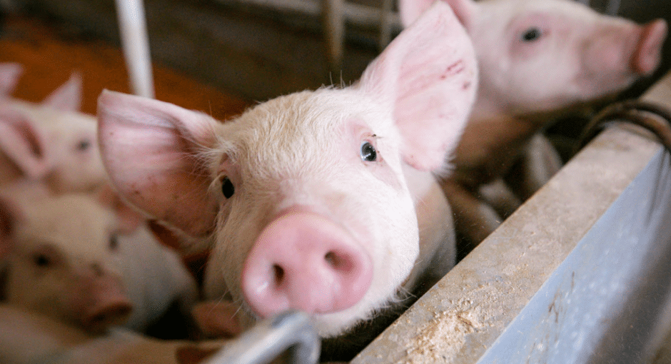 Ministrul Oros nu a retras ordinul prin care interzice țăranului român să crească porci