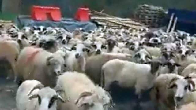 Protest cu sute de ovine în curtea Primăriei: ”Îi dăm bățul lui domn primar,să le păzească”
