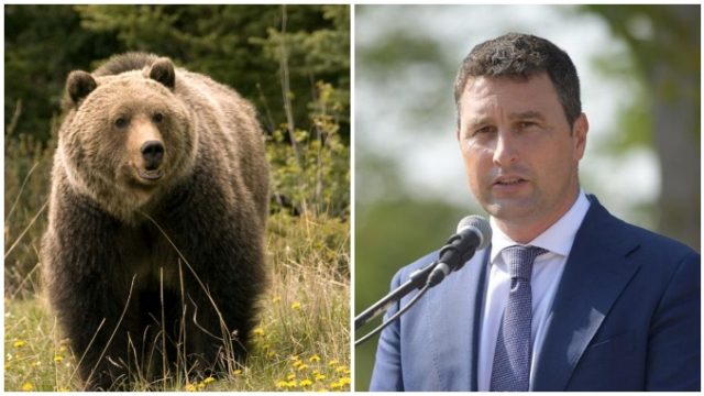 Tanczos Barna: Avem peste 5.000 dosare de pagubă raportate de fermieri şi cetăţeni care au suferit în urma atacurilor de urs