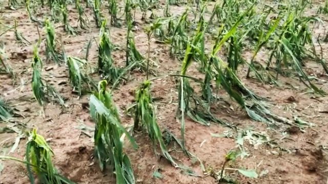 Ploile au culcat culturile la pământ. Fermierii se chinuie să își salveze munca!