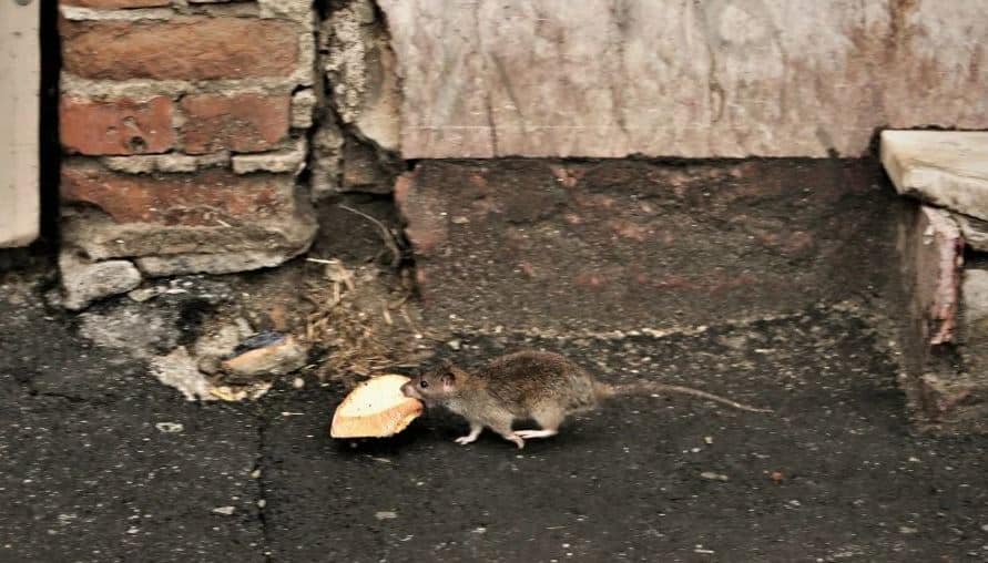 Un cetățean dă în judecată Primăria Capitalei pentru că șobolanii i-au distrus mașina. În Sectorul 1, locuitorii cer să intervină armata și vor referendum pentru demiterea primarului
