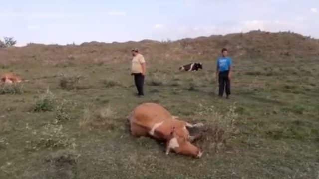 Cazul vacilor moarte după ce au mâncat iarbă de lângă un teren agricol – încă neelucidat!