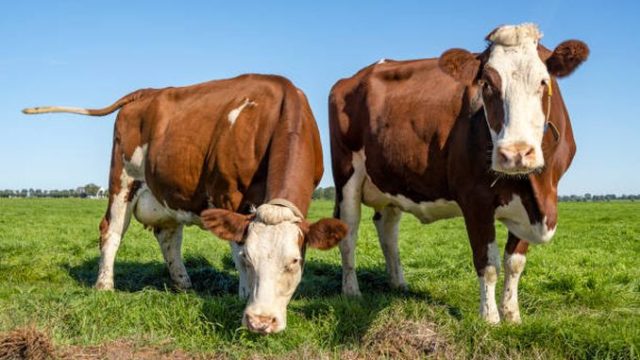 Plăți APIA pentru subvenția la bovine 2021. Când încep să se vireze banii