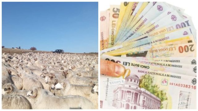 Subvenția APIA pentru ovine – încotro? Ultima oră despre plata SCZ pentru oile și berbecii din RG!