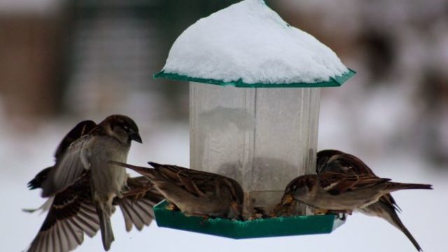 Hrănirea păsărilor sălbatice în timpul iernii. Câteva reguli de aur