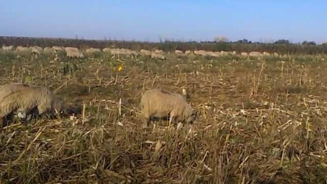 Un fermier a călcat cu tractorul 30 de oi care pășteau pe terenul lui. Poliția i-a deschis dosar penal!