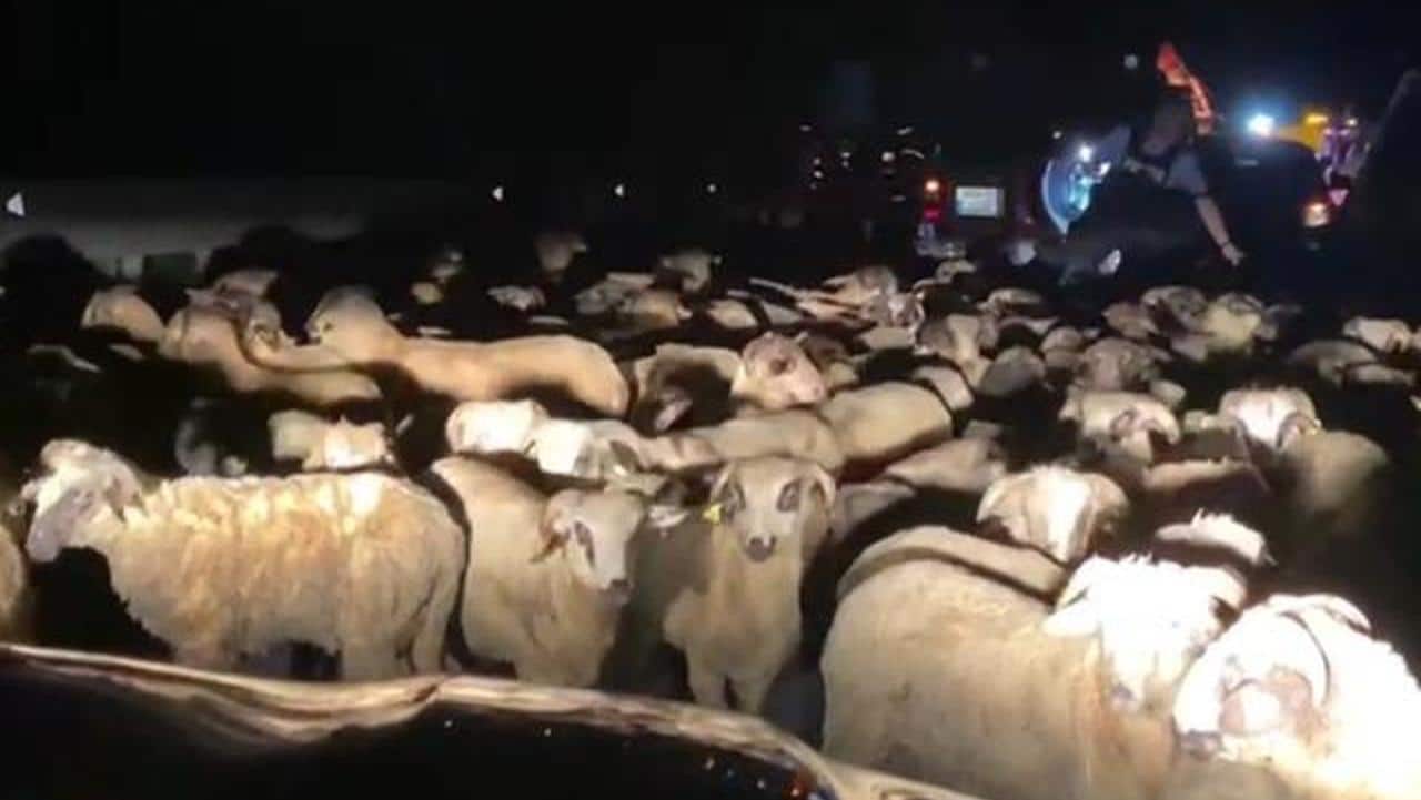 Peste 100 de ovine au murit după ce tirul care le transporta s-a răsturnat