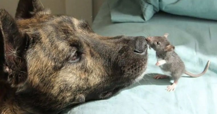 Prietenia nu ține cont de specie: cum au devenit un câine și un șobolan cei mai buni prieteni