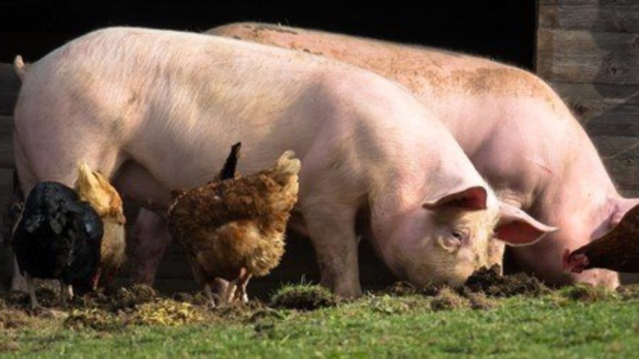 ACEBOP: Campania „Opriți Pesta Porcină Africană” a fost prelungită pentru fermieri și gospodari