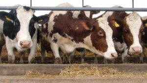 Guvernul Cîțu finanțează înființarea fermelor noi cu peste 50 de capete de bovine!