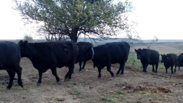 Fermier lider de asociație: Renunț la vacile de lapte pentru rasele de carne!