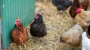 Canibalism la găini: cauze și tratament pentru găinile care se ciupesc între ele