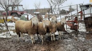 Rase de ovine Bergamasca îi cucerește pe fermierii care vor randament pe carne