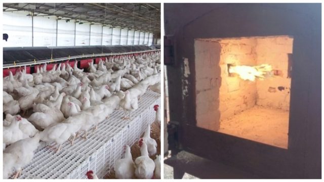 Autorizarea a două incineratoare de păsări pune pe jar locuitorii de lângă fermele de la Crevedia
