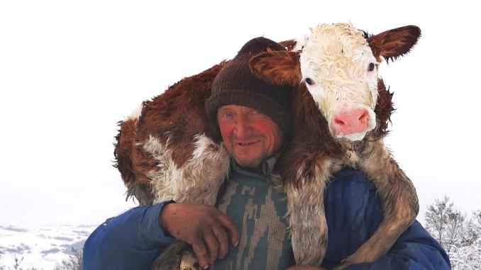 Greutățile și bucuriile vieții de mic crescător de vaci în România!