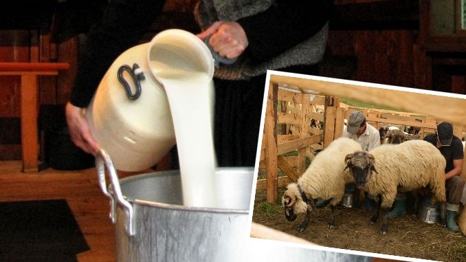 Preț mic pentru laptele de oaie. ”Toate prețurile s-au dublat, numai la ciobani munca e pe nimic”