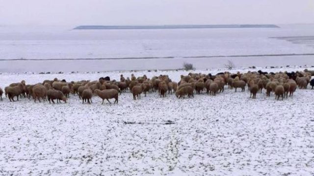 Fermieri terorizați de ciobani: Suntem în Estul sălbatic! Distrug hectare întregi și legea nu-i pedepsește!