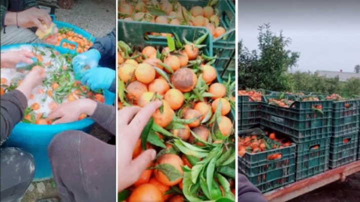 VIDEO: Românii din Italia plătiți să spele mandarine cu detergent de vase