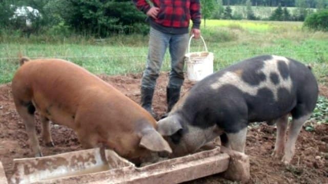 Proiect OUG: Maxim 6 porci în gospodăria țărănească, vânzarea și reproducerea – interzise!