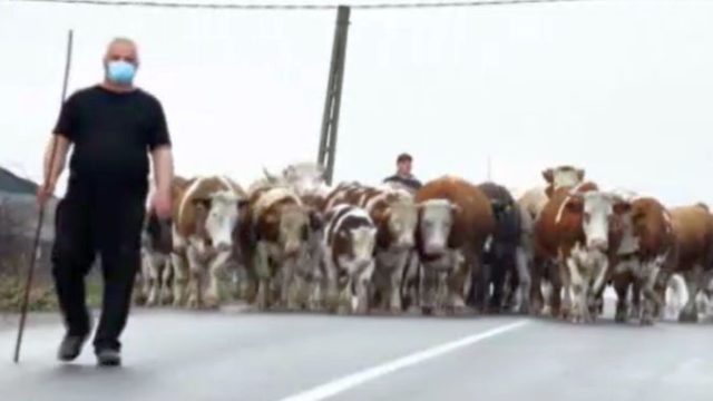 Un crescător rămas fără pășune a dus vacile în fața primăriei!