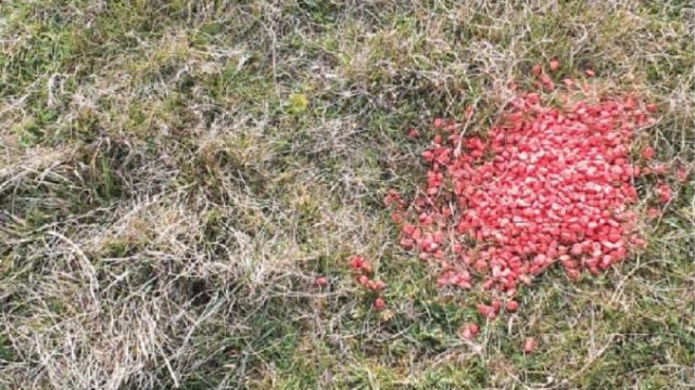 Cereale cu otravă – aruncate pe pășunea de la marginea unui sat