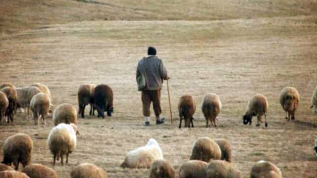 Ciobani amendați pentru distrugerea culturilor agricole. Procesul a durat 3 ani!