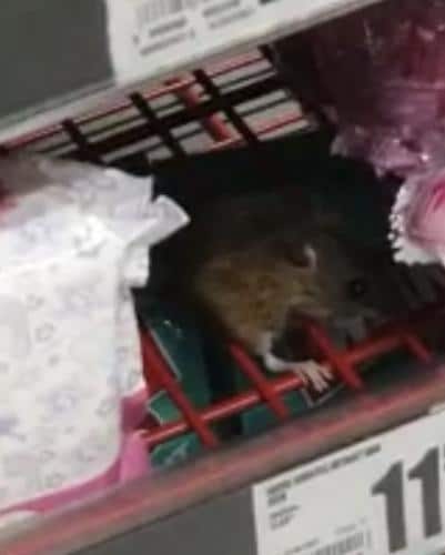 VIDEO | Un șoricel este filmat mâncând dintr-un ou Kinder în Auchan Cluj