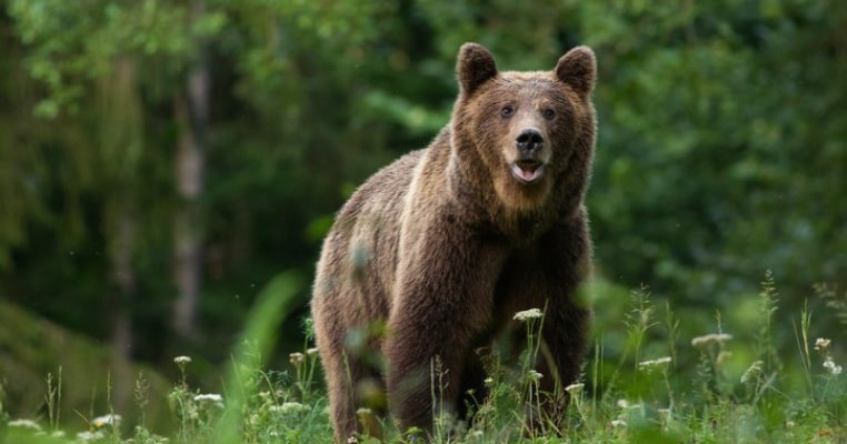 Un copil de 8 ani din Covasna a fost atacat de urs! Ce facem când ne întâlnim cu ursul pe un traseu montan