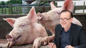 ‘Legea porcilor’: Guvernul Cîțu interzice românilor să mai crească porci în curte