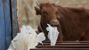 Secetă cumplită al treilea an la rând! Crescătorii au ajuns să hrănească vacile cu saci de plastic și carton înmuiat în apă