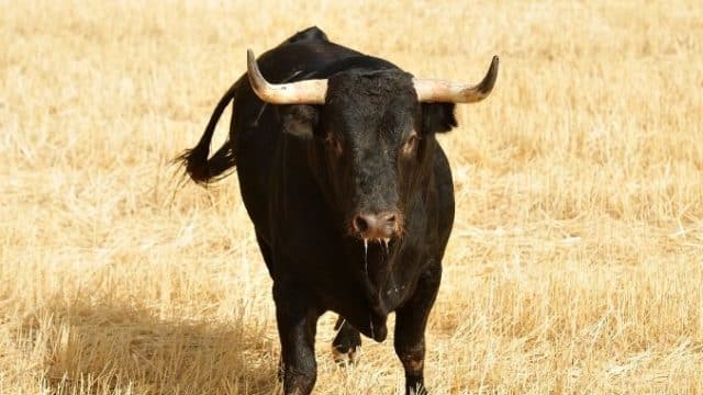 Un bărbat a fost omorât de un taur furios! Teribilul incident – astăzi, la o fermă din Sibiu!
