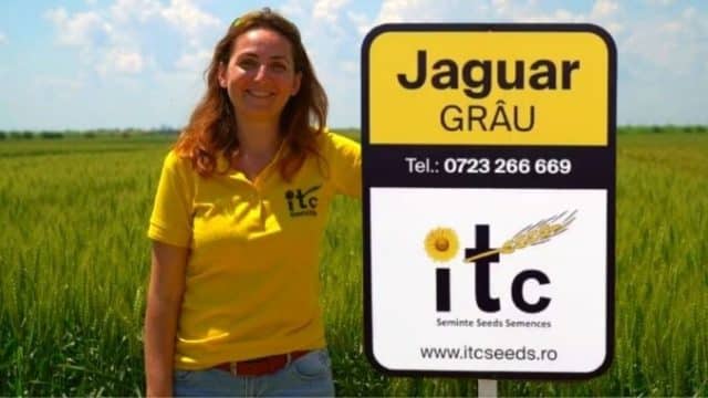 Jaguarul prietenos din lanurile României. Soiul de grâu Jaguar de la ITC Seeds