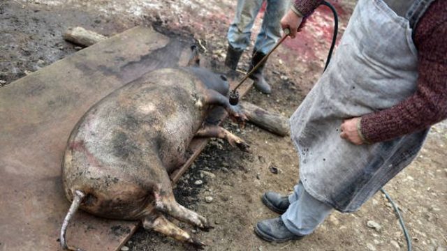 Românii își taie deja porcii de Crăciun de teamă să nu rămână fără ei! | AGROINTEL.RO