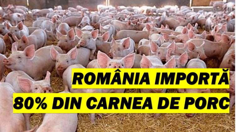 Importăm aproape 80% din carnea de porc. Au distrus zootehnia – CRITICII.RO