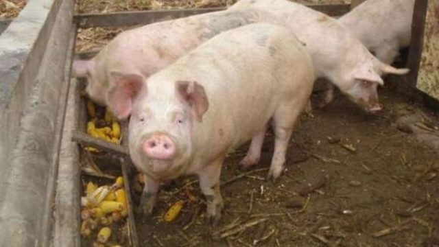 Mici fermieri rămași fără despăgubirile pentru zeci de porci morți de pestă porcină africană! | AGROINTEL.RO