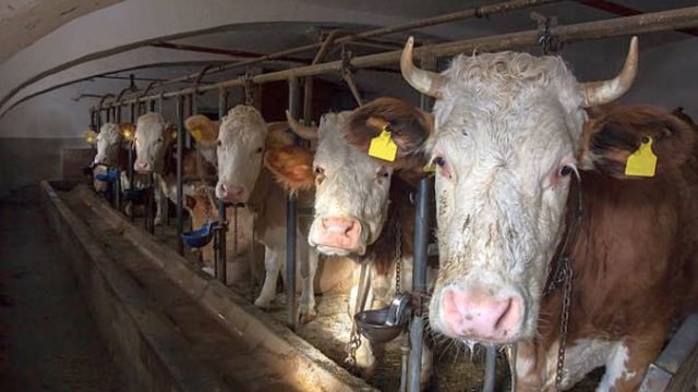 ”Se gândește cineva la noi, țăranii de rând care avem până în 5 ha și 5 vaci care nici subvenție nu primesc?”