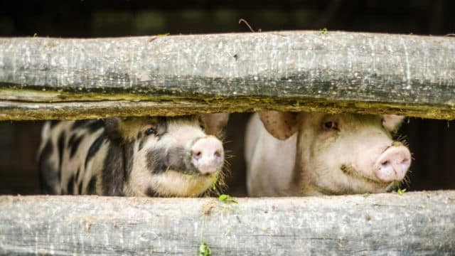 Adrian Chesnoiu: Creșterea porcului în gospodăriile țărănești va fi încurajată! | AGROINTEL.RO