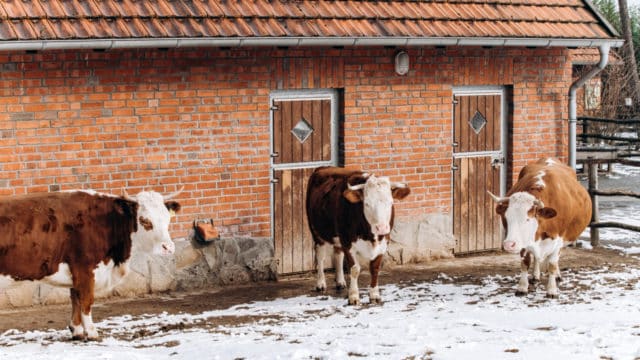 11 vaci furate din Bistrița-Năsăud și date la abator în alt județ!