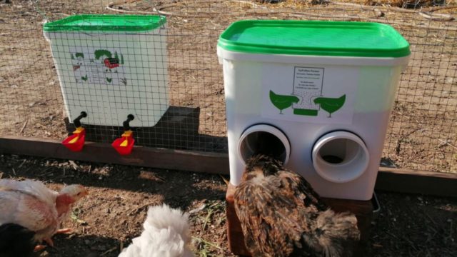 Hrănitoare automată pentru păsări – invenția unei românce asigură hrana găinilor timp de o săptămână