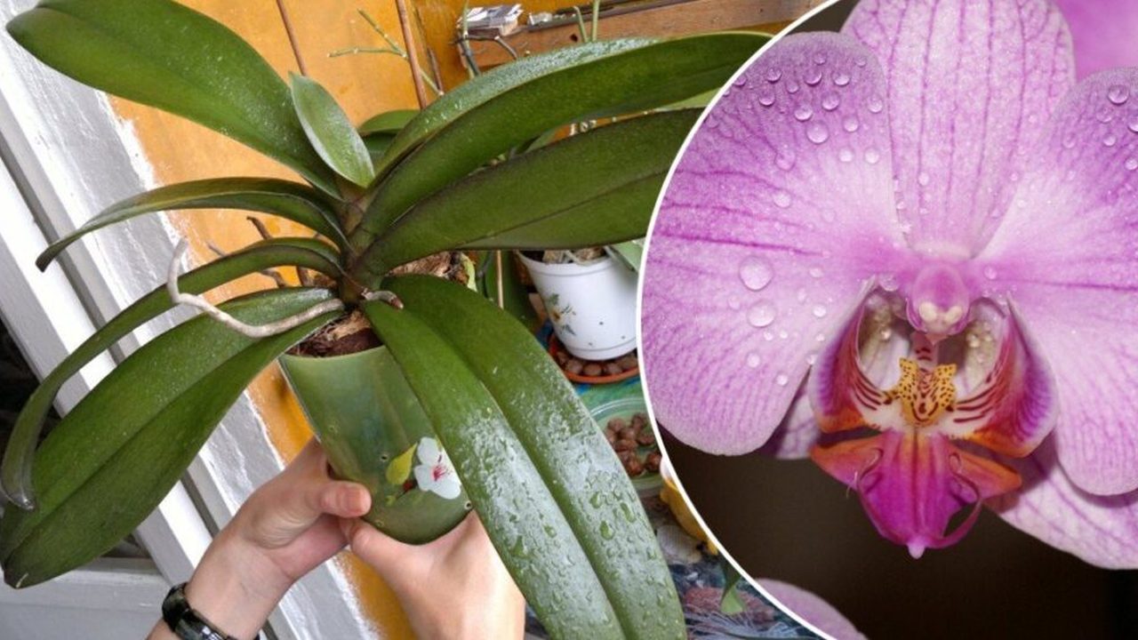 Picături lipicioase pe orhidee: cauze, recomandări – AGROINTEL.RO