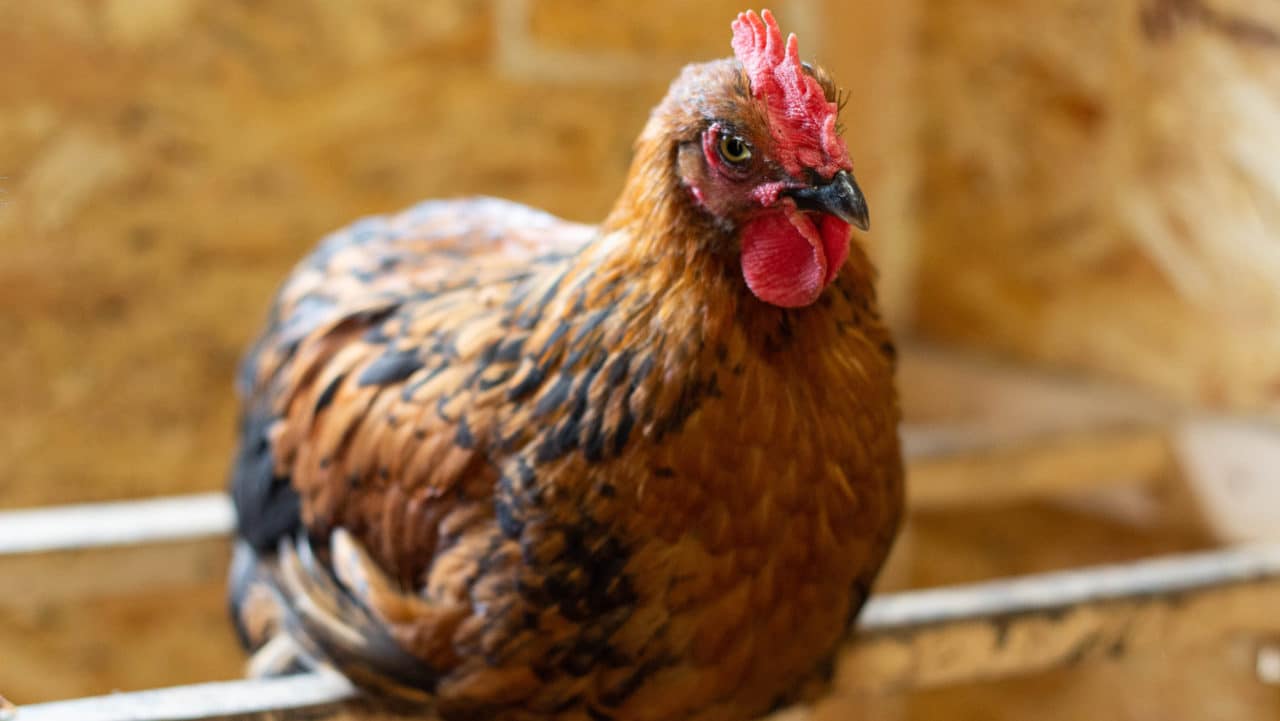 Focar de gripă aviară confirmat în județul Ialomița, la Țăndărei