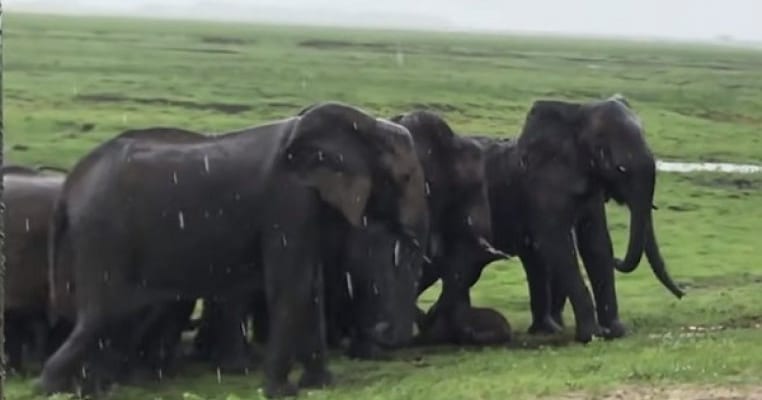 Momentul uimitor când o familie de elefanți sărbătorește nașterea unui puiuț