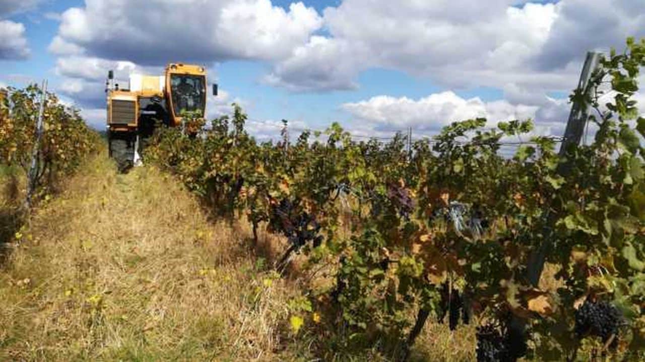 Mesaj pentru viticultorii cu proiecte în derulare: Majorările de preț în raport cu valoarea aprobată – suportate de beneficiar