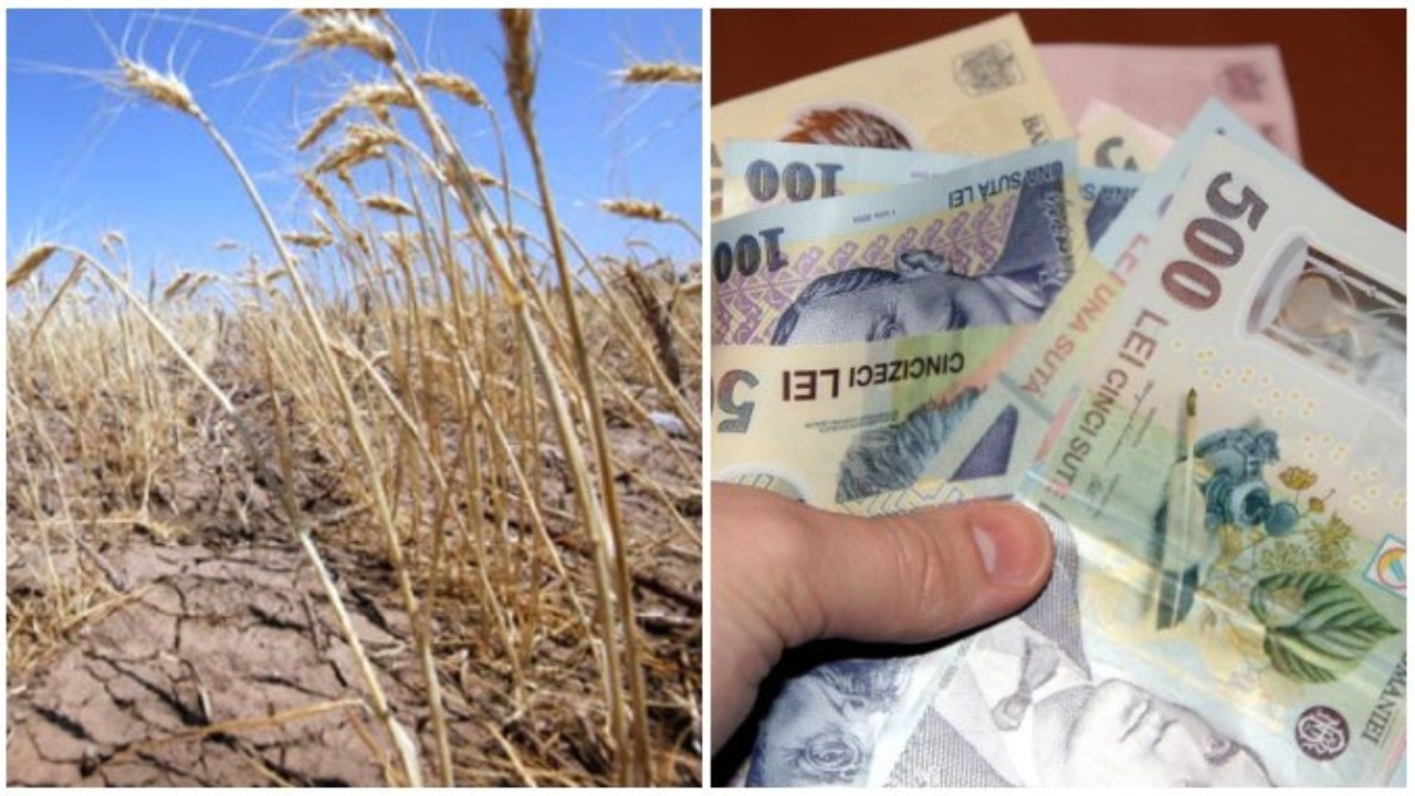 Șef DAJ: Condiția obligatorie pentru ca fermierii să primească despăgubiri de secetă