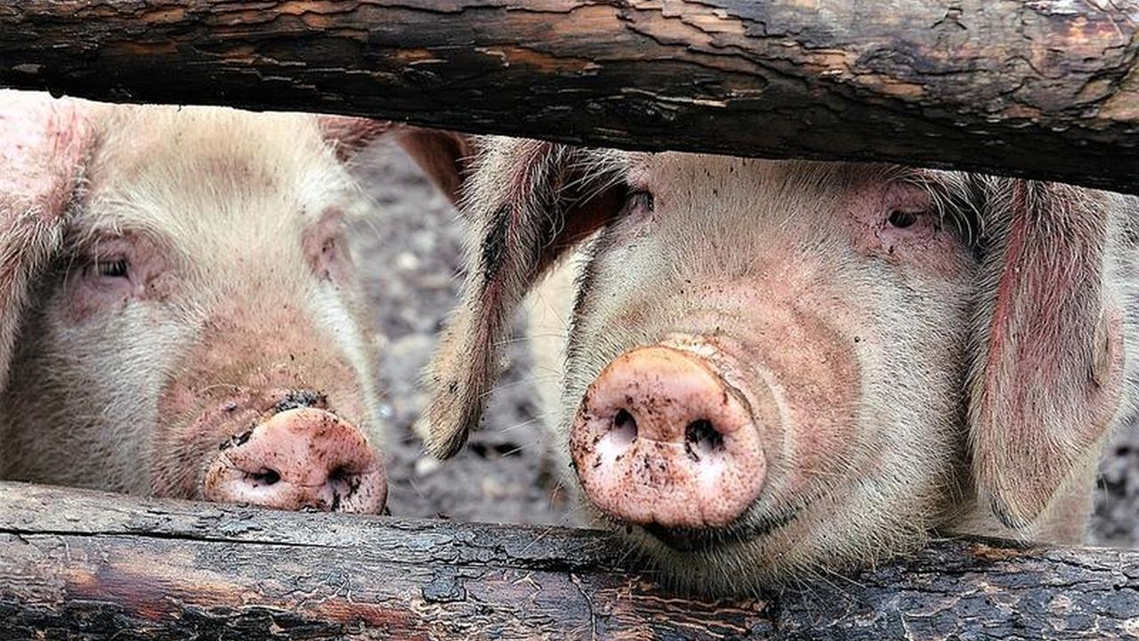 Fermier austriac, condamnat și amendat pentru că a tăiat un porc de Crăciun pentru clienți români